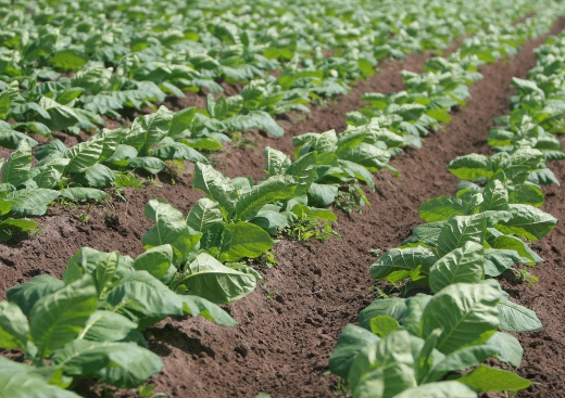 agrotoxico.jpg